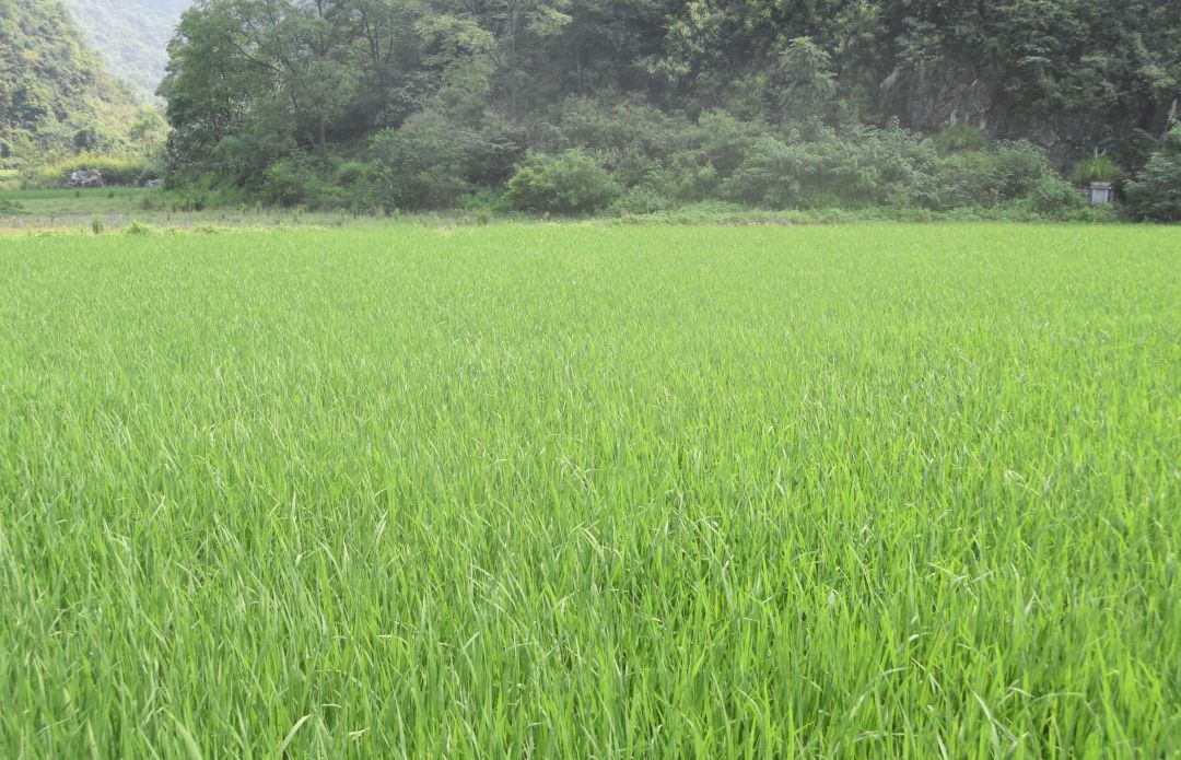 5b7f8aff3706a.jpg 15.jpg